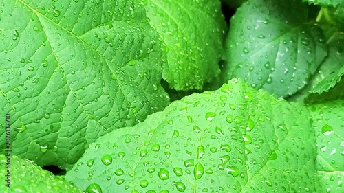梅雨の雨上がりに美しい水滴をまとった瑞々しい緑のアジサイの葉が風に揺れる奥行き感のあるクローズアップ動画素材