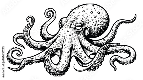 Tableau sur toile Vintage octopus woodcut illustration, hand drawn marine cephalopod with tentacle