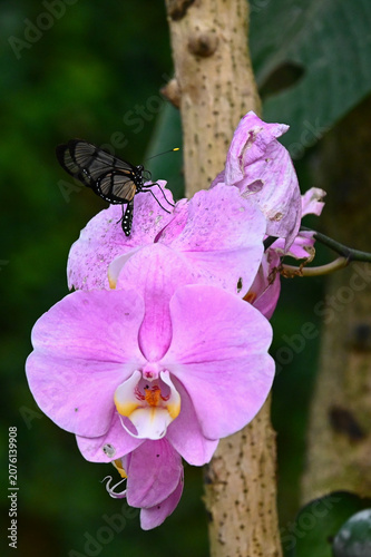 Obraz na plátně Un papillon transparent avec le bout de ses antennes jaune, Methona confusa, est
