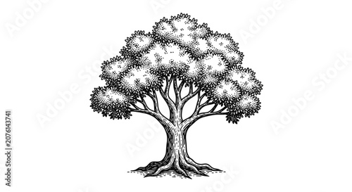 Detailed Ink Illustration of a Majestic Deciduous Tree