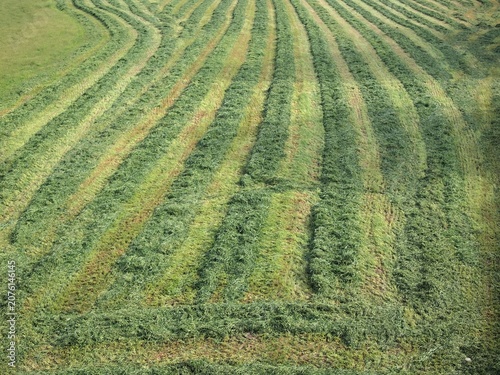Fresh cut green grass rows on agricultural field