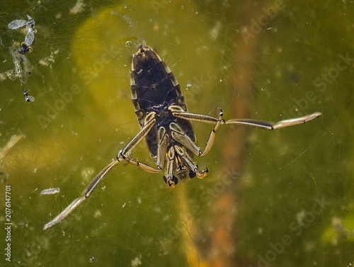 Принти на полотні Backswimmer water boatman bug swimming upside down under water surface – wildlif