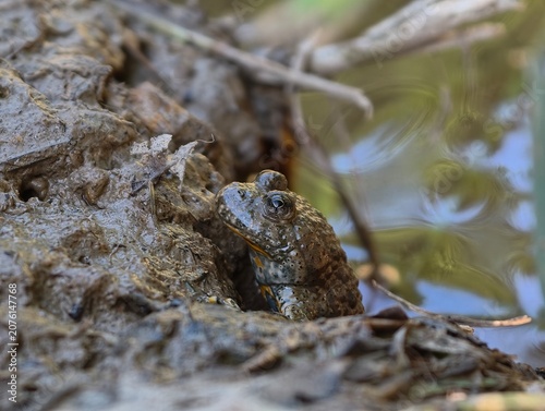 European yellow-bellied toad Bombina variegata in a muddy pond close-up. Nature of Czech republic.