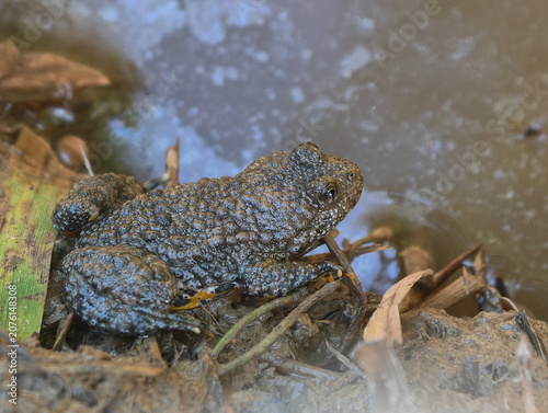 European yellow-bellied toad Bombina variegata in a muddy pond close-up. Nature of Czech republic.