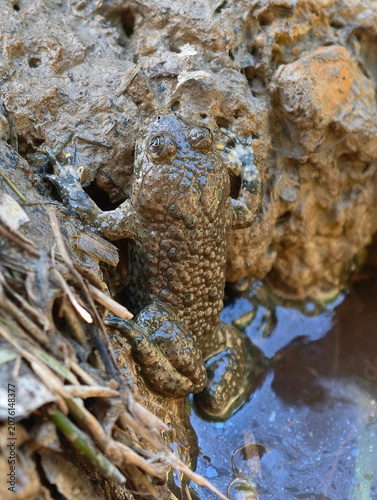 European yellow-bellied toad Bombina variegata in a muddy pond close-up. Nature of Czech republic.