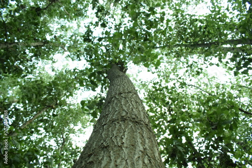 Fotografia Tree trunk, green leaves, natural environment, forest landscape
