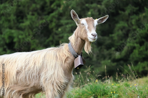Cuadro en lienzo Domestic goat standing in alpine meadow