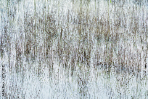 Obraz na plátne abstraction of trees reflected in a ditch on the banks of the Po River, Castelma