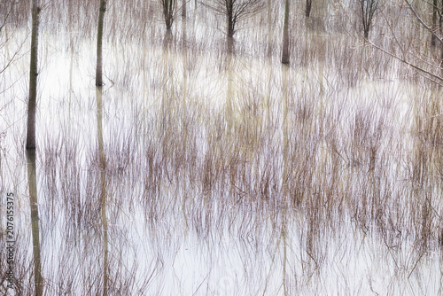 Konstfotografi abstraction of trees reflected in a ditch on the banks of the Po River, Castelma
