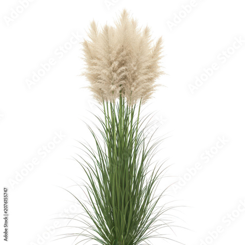 A close-up view of a delicate white pampas grass flower with feathery plumes