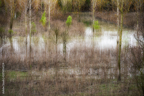 Cuadro en lienzo abstraction of trees reflected in a ditch on the banks of the Po River, Castelma