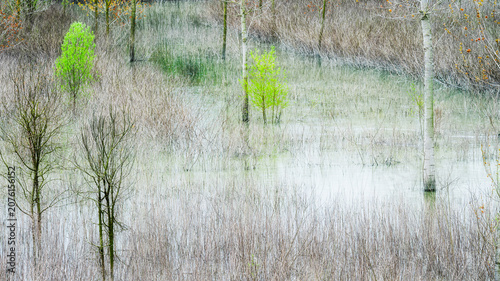 Картината върху платно abstraction of trees reflected in a ditch on the banks of the Po River, Castelma