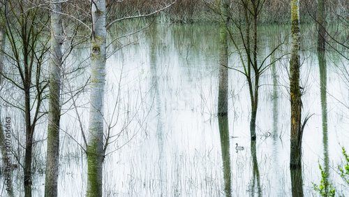 Canvastavla abstraction of trees reflected in a ditch on the banks of the Po River, Castelma