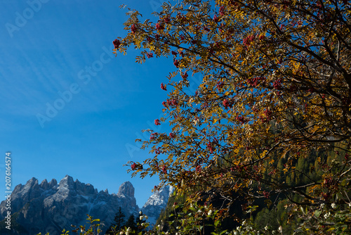 Rowan tree with red berries against the Dolomite Mountains under blue autumn sky, Italy