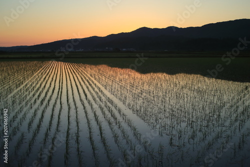 Colorful sunrise reflected in flooded rice fields in Niigata, Japan