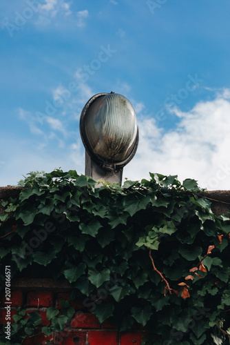Outdoor Wall Light Above Ivy Covered Brick Wall Against Blue Sky