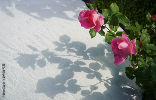 Konstfotografi Reflectors, tons of pink roses, shadows, beauty is impossible to deceive