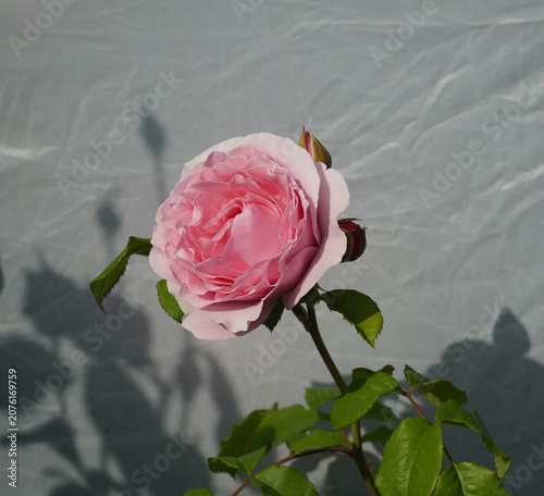 Foto Reflectors, lots of pink roses, shadows, beauty is impossible to deceive