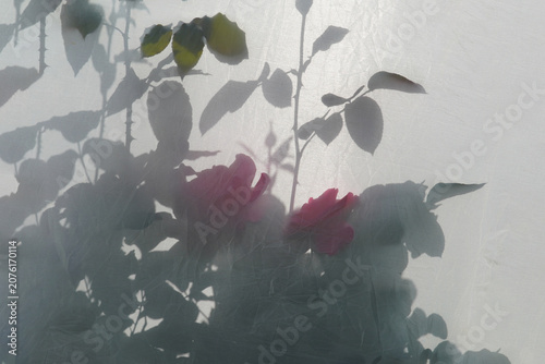 Photography Reflectors, pink roses, shadows, beauty is impossible to deceive