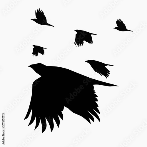 eagle vector illustration