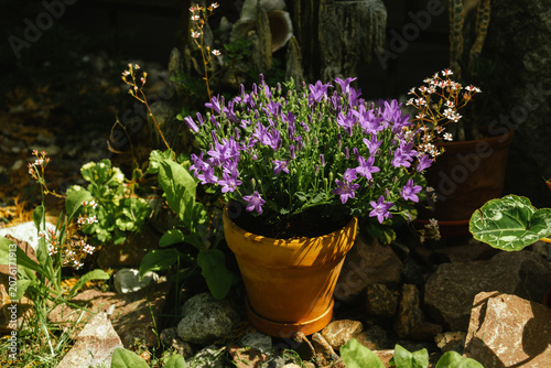 Gardening. Summer garden is adorned by ceramic pot with blooming purple bellflowers