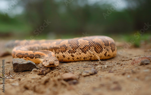 Obraz na płótnie Common Sand Boa crawling on dry earthen ground, low angle view.