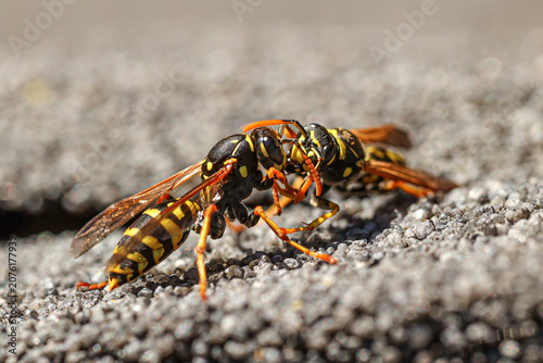 Wasps determine hierarchy