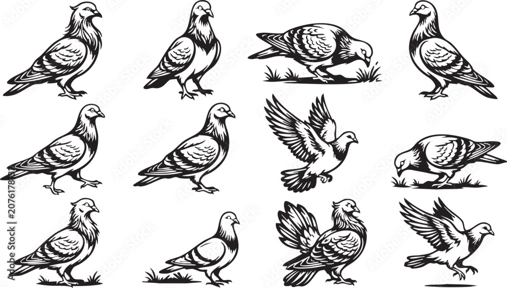 Obraz premium Pigeon and Dove Silhouette Illustrations Collection for Graphic Design Projects