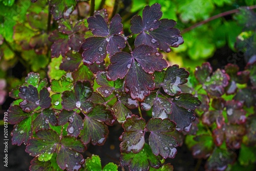 Close-up of Dark Purple and Green Leaves with Raindrops