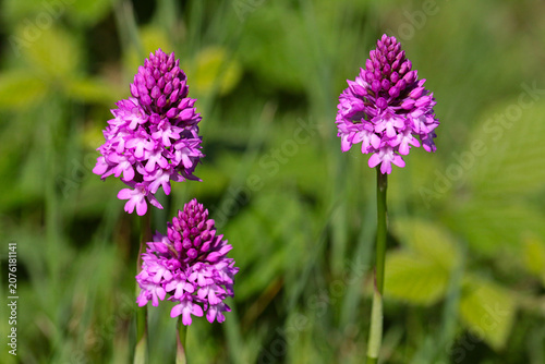 фотографія Three pyramidal orchids with a green background