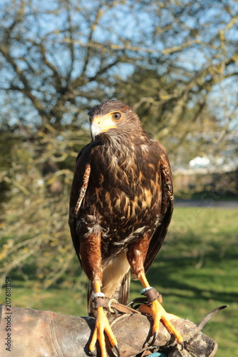 Fotografía A Harris hawk on a falconers glove