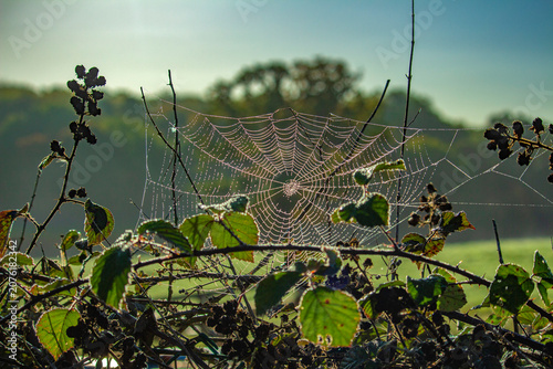 A dew-covered spider web with a tree in the background
