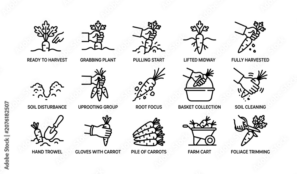 Fototapeta premium Carrot harvesting steps illustrated with hands in garden soil