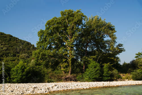 Fotografia A photograph of a tree on the bank of the Acheron River, located in Glyki, Epirus, Greece