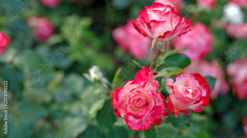 Beautiful cluster of bi-color pink and white roses blooming in a summer garden