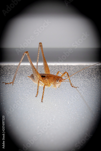 Macro shot of an orange brown katydid on a window pane with a dramatic dark vignette border. Creative lighting, close-up bush-cricket fine art photography.