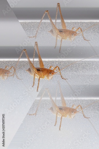 Conceptual abstract multi-exposure pattern of an orange brown katydid on a window pane. Creative digital collage and reflection effect with multiple insects.
