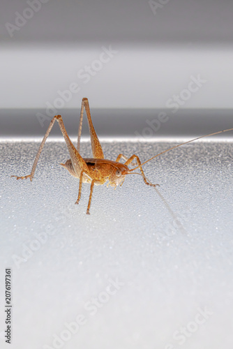 Macro shot of a brown grasshopper isolated on white background, close-up of insect detailed anatomy and long antennae, minimalist wildlife photography