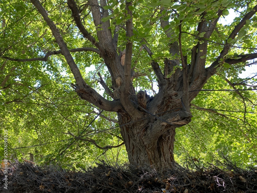 Obraz premium old oak tree