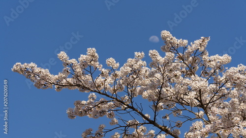 Konstfotografi blooming cherry tree and moon