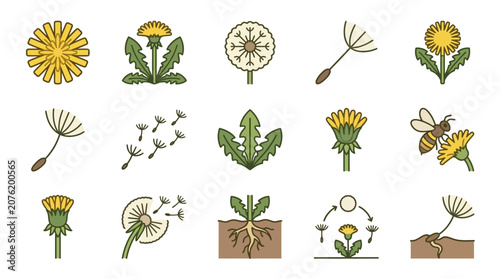 Dandelion Icon Set: Flower, Seed, Bee, Life Cycle, Roots, and Flying Seeds