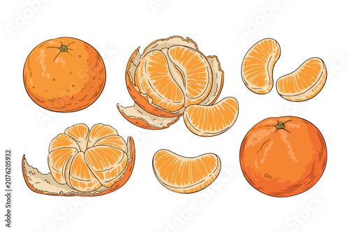 Collection of fresh mandarin oranges and segments with citrus fruit white background