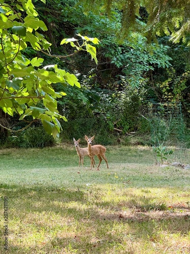 Two little fawns in the woods