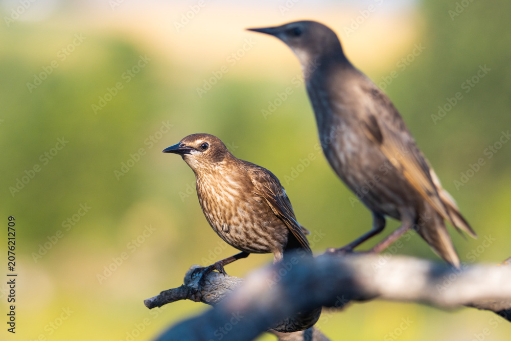 Fototapeta premium Two juvenile common starlings of different sizes perched on branches in soft morning light