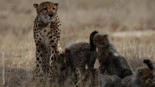 A cheetah mom keeping an eye out for danger
