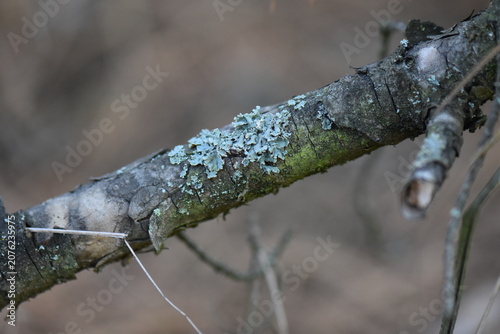 Green lichen on a branch of a tree in the forest