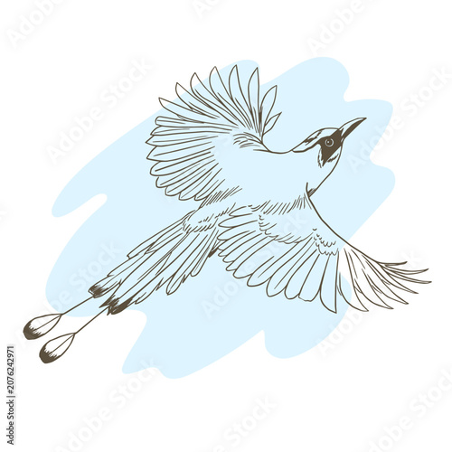 Lineal drawing Eumomota superciliosa, the national bird of Nicaragua, commonly known as the Guardabarranco.