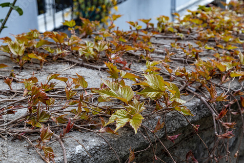 Close up view of parthenocissus tricuspidata young shoots and green orange leaves spreading on a concrete wall in Istanbul. Boston ivy plant on a stone fence backdrop, spring, Turkey.