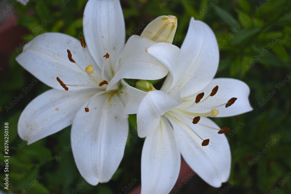 Fototapeta premium White lily blossoms in close-up