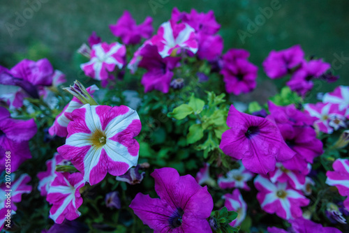 colourful flowers in the garden